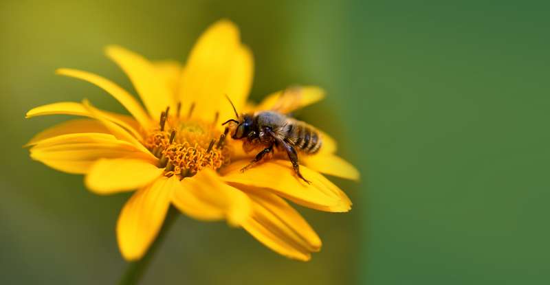 Insects are magically attracted to bright yellow (license documentary: Shutterstock- Bk87_)